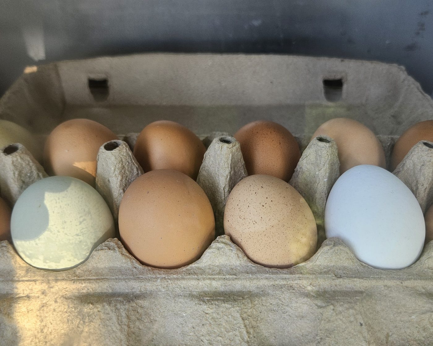 Farm fresh eggs in cartons