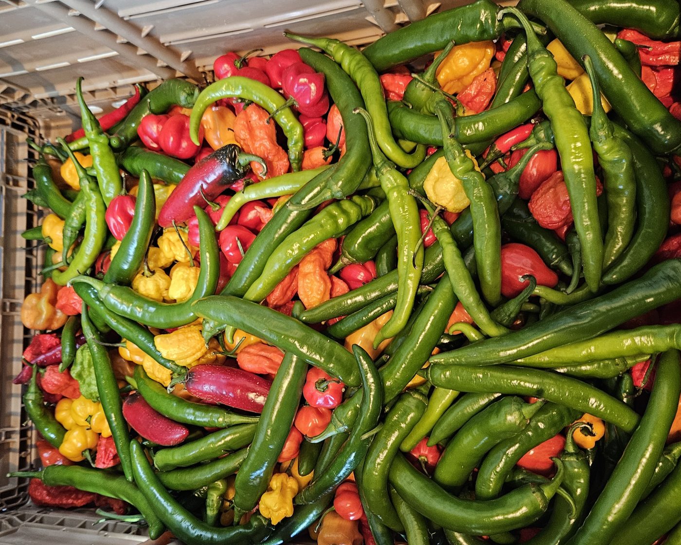 Fresh seasonal produce from local farms